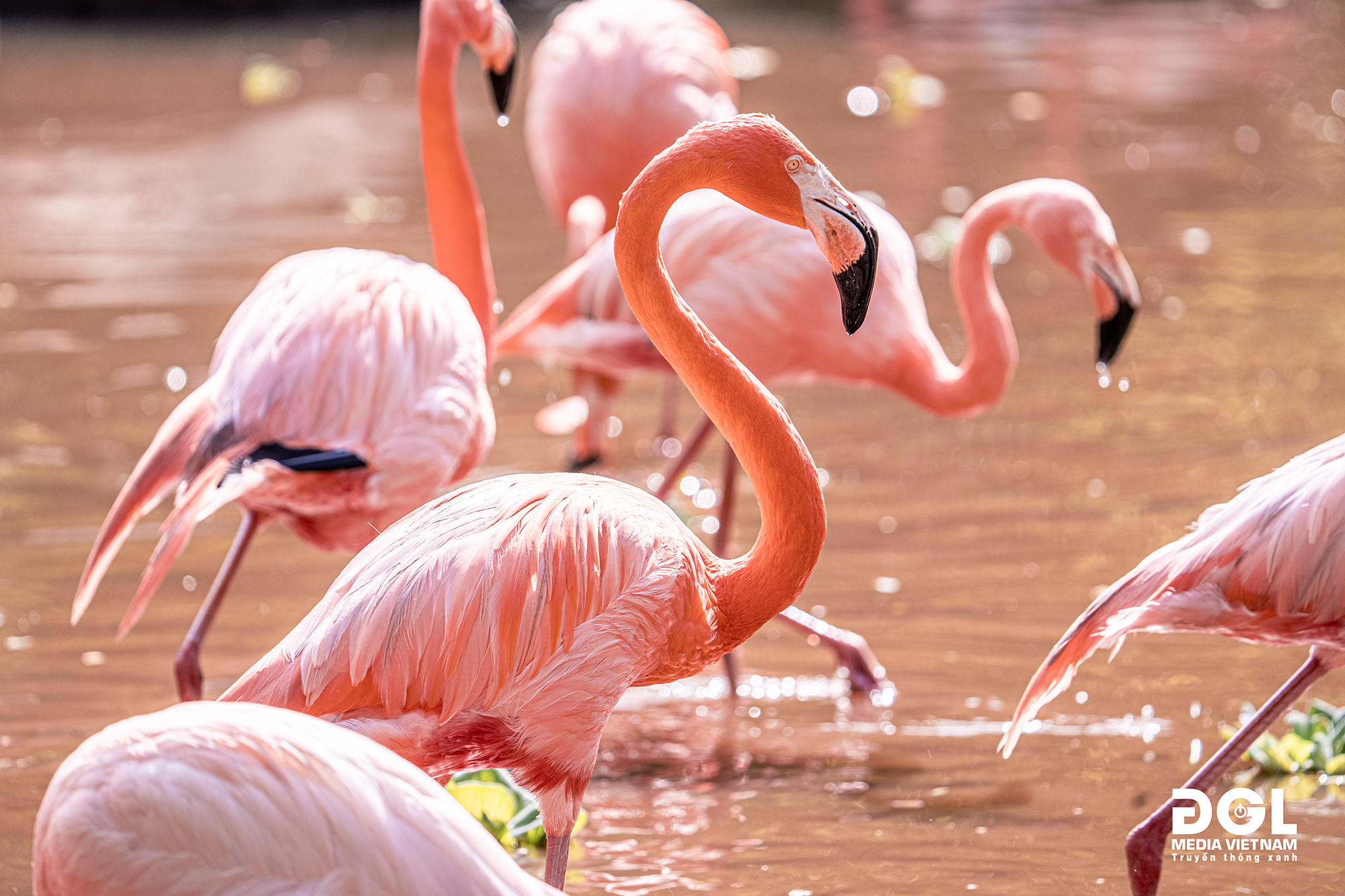 Thiên nhiên hoang dã